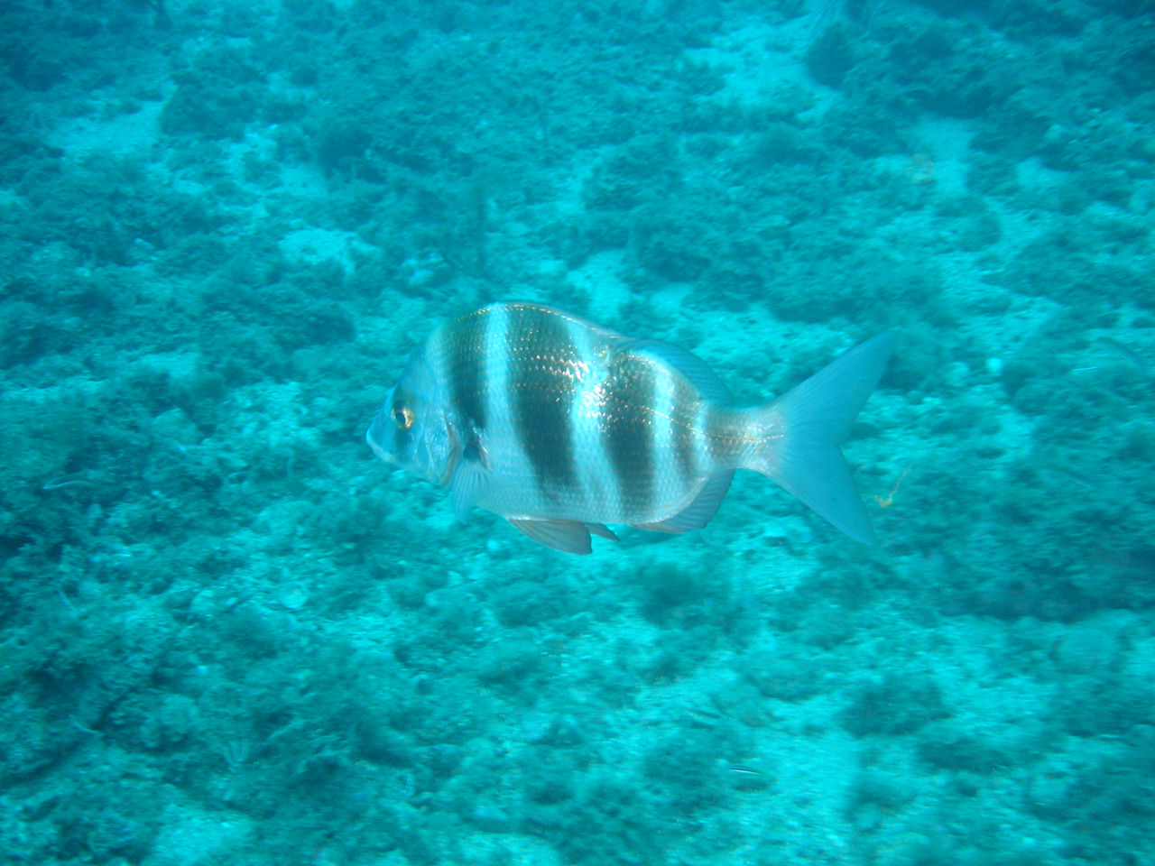 Diplodus cervinus (Sarago faraone)